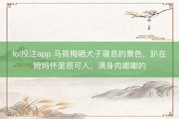 lol投注app 马筱梅晒犬子寝息的景色，趴在姆妈怀里很可人，满身肉嘟嘟的